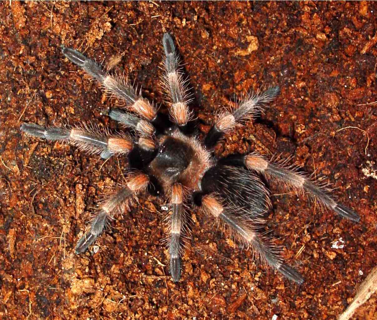 Mexican Red Knee