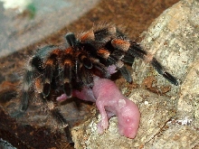 My red knee eating a pinky