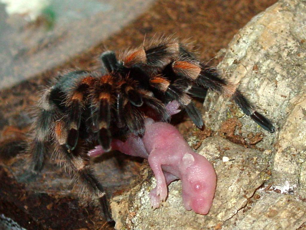 My red knee eating a pinky