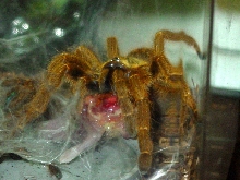 Spaz eating a pinky