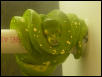 aru wc green tree python