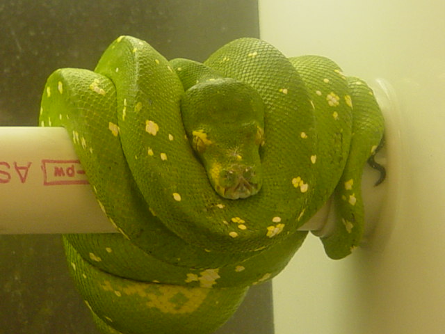 aru wc green tree python