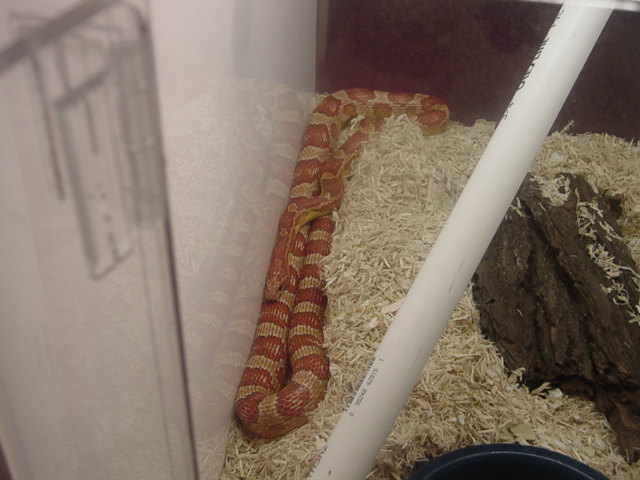 male hypo corn