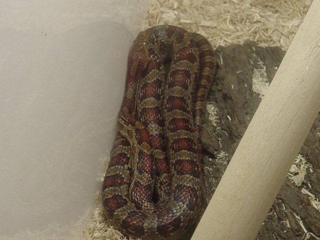 female corn