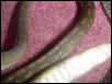 scrub python