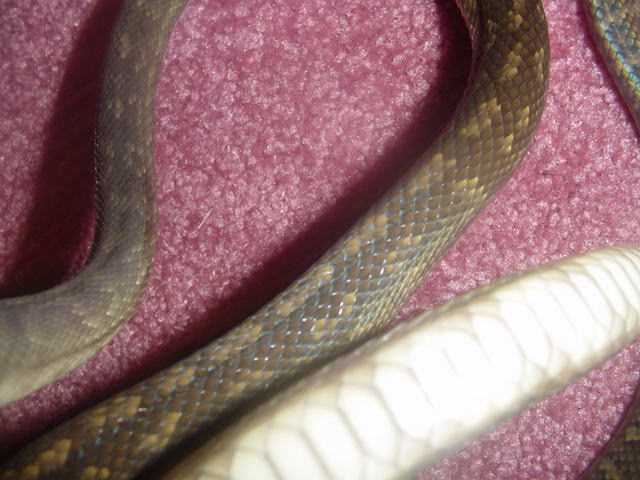 scrub python