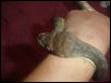scrub python