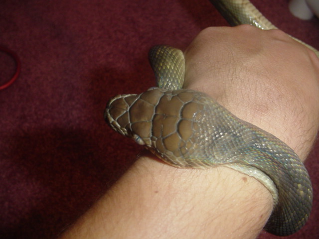 scrub python