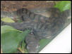 scrub python