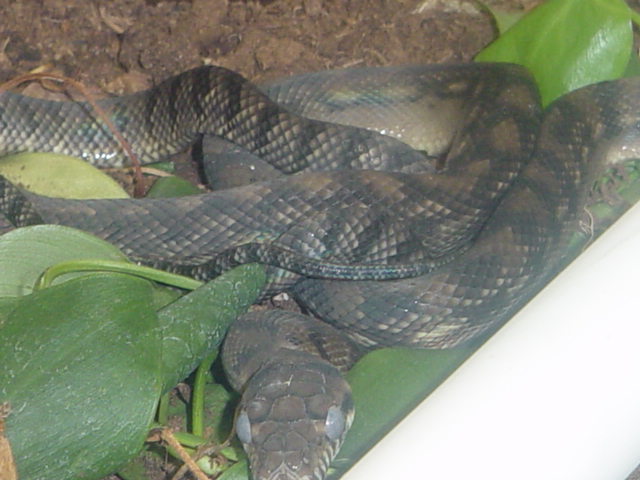 scrub python