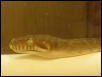 scrub python