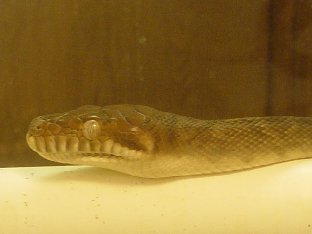 scrub python