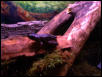 Red Legged Running Frog