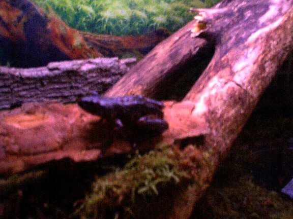 Red Legged Running Frog