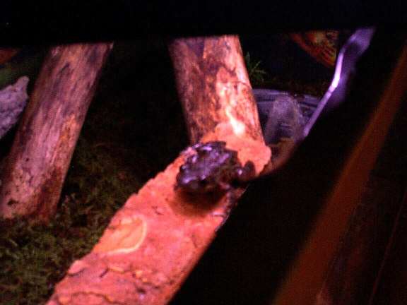 Red Legged Running Frog
