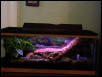 Frog Tank