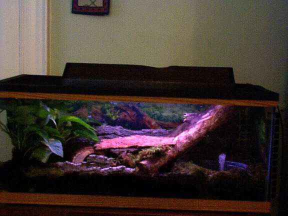 Frog Tank