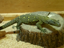 My Crocodile Monitor, Female