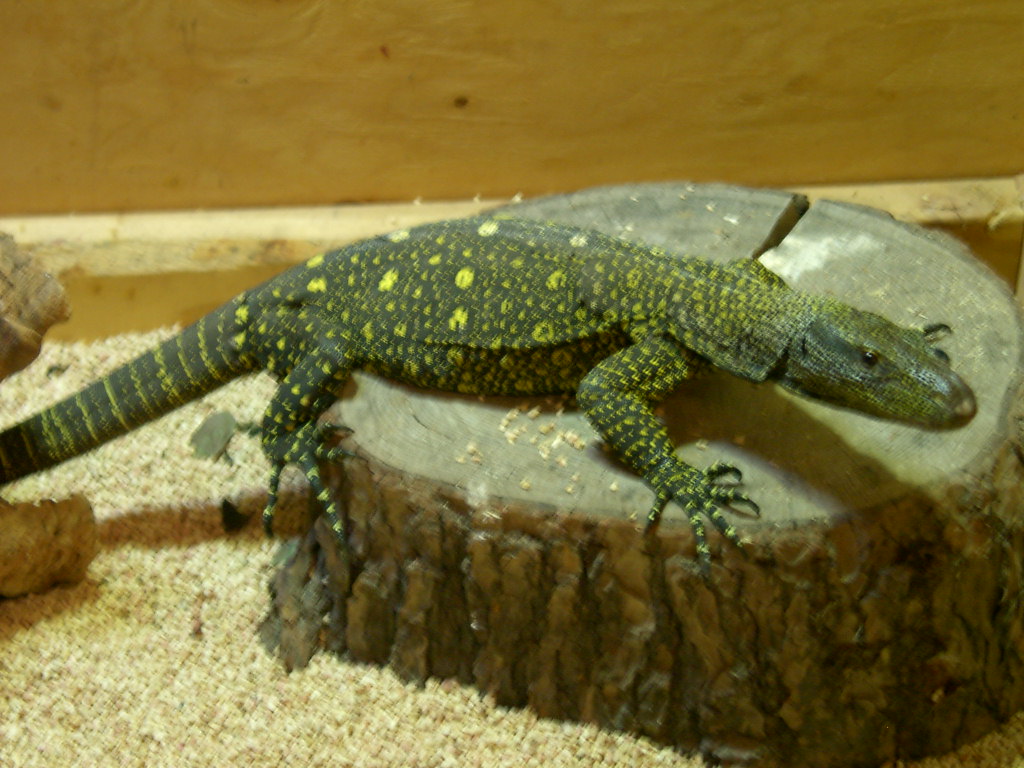 My Crocodile Monitor, Female