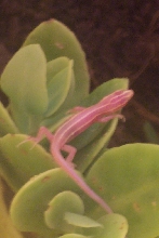 albino 5 lined skink