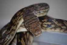 scrub python