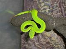female white-lipped tree viper