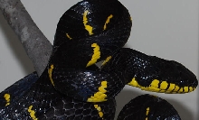 Male Mangrove