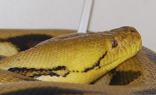 male tiger retic het albino