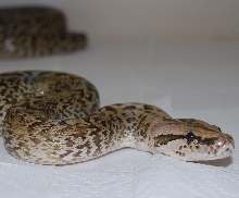 male granite Burm het for albino