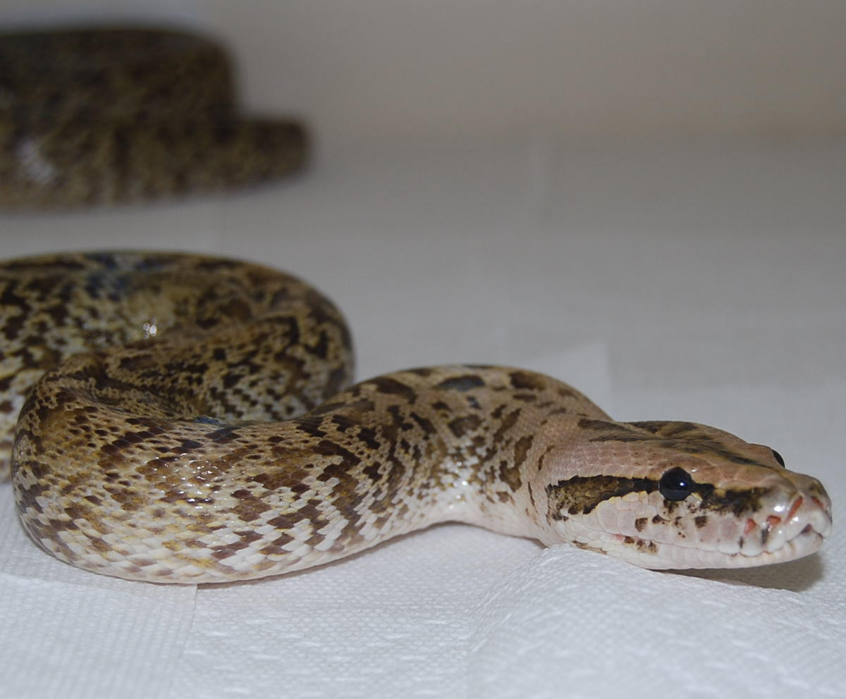 male granite Burm het for albino