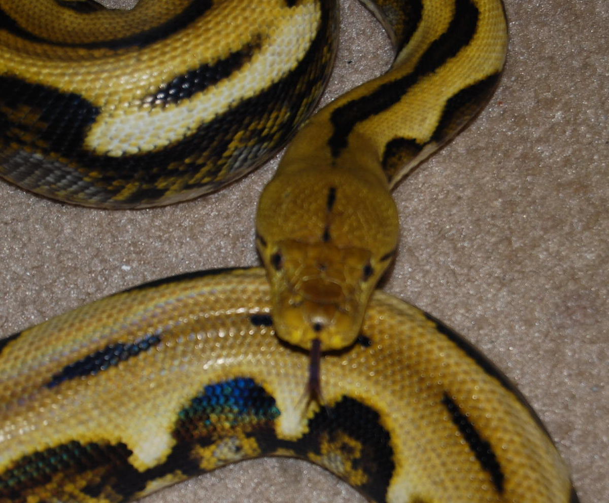 10 male tiger retic het for albino