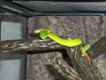 Male White-lipped tree viper