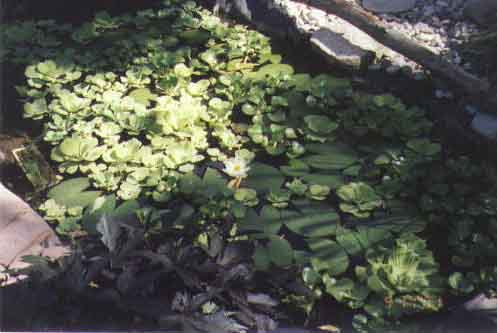 Turtle Pond