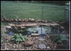 Turtle Pond 2