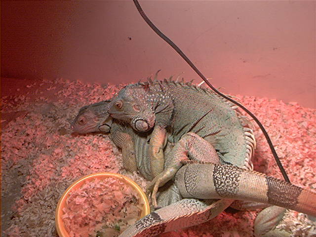 mating 1