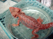 red taking a bath