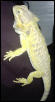 our sunshine 16" female