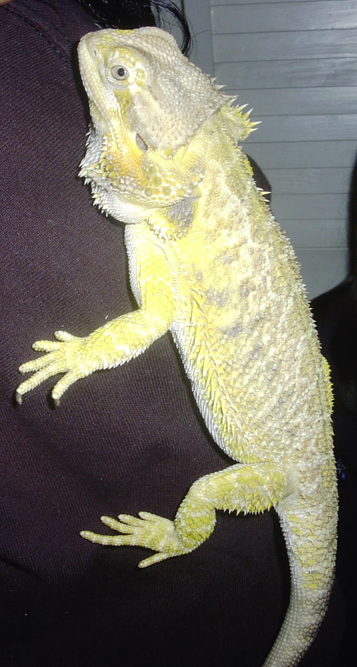our sunshine 16" female