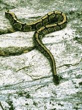 Python regius, Togo, West Africa, by Matthew Harris