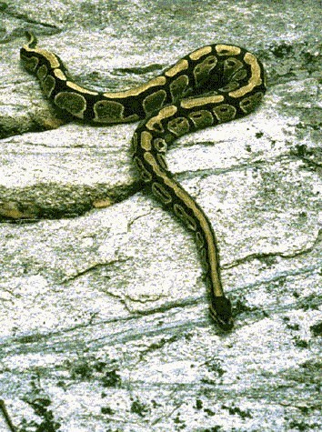 Python regius, Togo, West Africa, by Matthew Harris
