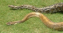 B strain 2 and Normal Burm