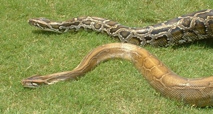 B strain 2 and Normal Burm