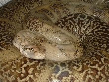 Granite Female