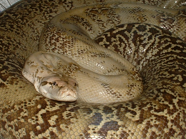 Granite Female