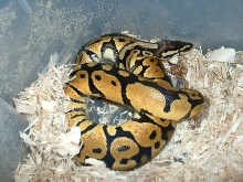 pastel M