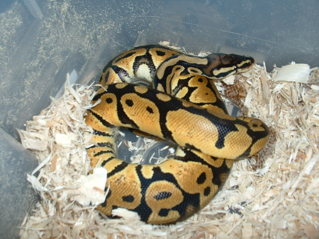 pastel M