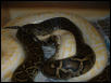 Het Granite/Albino