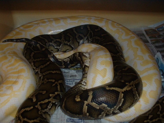 Het Granite/Albino
