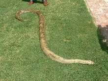 Granite Female