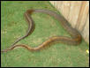 Burmese